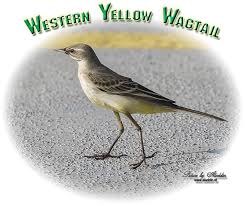 Attēlu rezultāti vaicājumam “Motacilla flava flava adult”