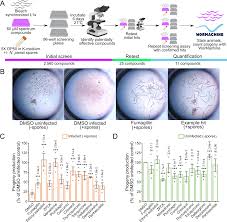 Attēlu rezultāti vaicājumam “Comatricha elegans var. microspora spores”