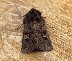 Attēlu rezultāti vaicājumam “Tholera cespitis”