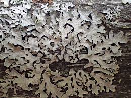 Attēlu rezultāti vaicājumam “Parmelia sulcata”