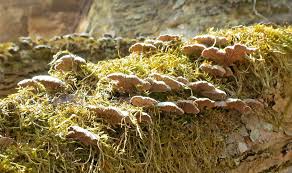 Attēlu rezultāti vaicājumam “Octospora splachnophila”