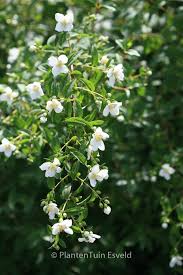 Attēlu rezultāti vaicājumam “Philadelphus lemoinei flower”
