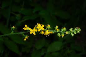 Attēlu rezultāti vaicājumam “Agrimonia pilosa flower”