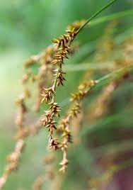 Attēlu rezultāti vaicājumam “Carex elongata”