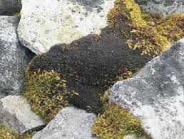 Attēlu rezultāti vaicājumam “Cephaloziella elachista”