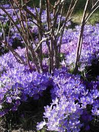 Attēlu rezultāti vaicājumam “Crocus tommasinianus”