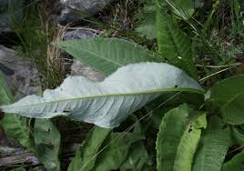 Attēlu rezultāti vaicājumam “Cirsium heterophyllum leaf”