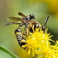 Attēlu rezultāti vaicājumam “Eumenes sp.”