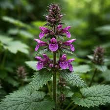 Attēlu rezultāti vaicājumam “Stachys sylvatica flower”