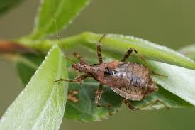 Attēlu rezultāti vaicājumam “Nabidae”