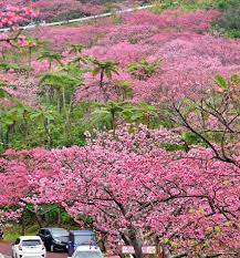 Image result for 緋寒桜