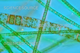 Attēlu rezultāti vaicājumam “Meloe sp. imago”