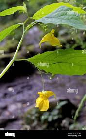 Attēlu rezultāti vaicājumam “Impatiens noli-tangere flower”