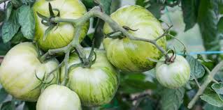 Afbeeldingsresultaat voor grubbs mystery green tomato