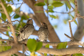 Attēlu rezultāti vaicājumam “Muscicapa striata juvenile”