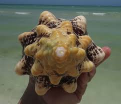 Image result for Triplofusus giganteus