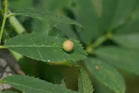 Attēlu rezultāti vaicājumam “Diplolepis eglanteriae”