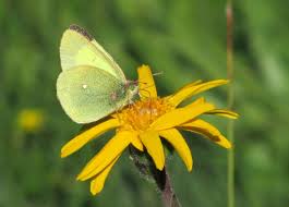 Attēlu rezultāti vaicājumam “Colias palaeno male”