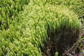 Attēlu rezultāti vaicājumam “Philonotis”