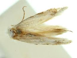 Attēlu rezultāti vaicājumam “Bucculatricidae”