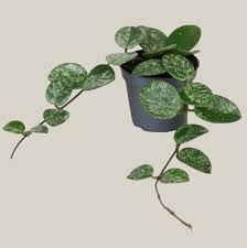 Attēlu rezultāti vaicājumam “Sagina procumbens leaf”