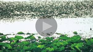 Znalezione obrazy dla zapytania takashi amano%