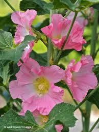 Image result for Alcea (althaea) rosea