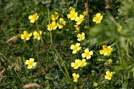 Image result for Potentilla erecta