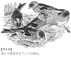 「アトリ・レギンハルト」の画像検索結果