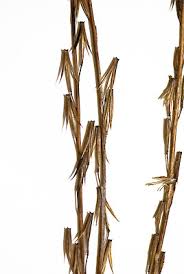 Attēlu rezultāti vaicājumam “Triglochin palustre fruit”