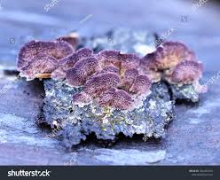 Attēlu rezultāti vaicājumam “Trichaptum abietinum”