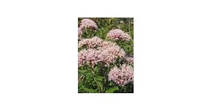 Image result for Eupatorium cannabinum