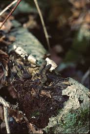 Attēlu rezultāti vaicājumam “Xylaria polymorpha”