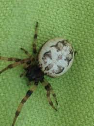 Attēlu rezultāti vaicājumam “Larinioides cornutus”