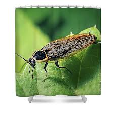 Attēlu rezultāti vaicājumam “Ectobius sylvestris”