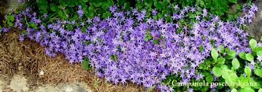 Image result for Campanula isophylla