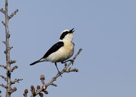 Image result for Oenanthe hispanica