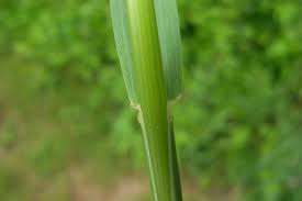 Attēlu rezultāti vaicājumam “Festuca pratensis”