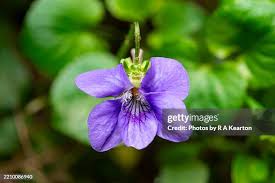 Attēlu rezultāti vaicājumam “Viola riviniana flower”