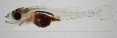 Image result for Pseudomyxus capensis