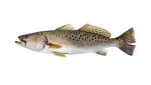 Image result for Cynoscion regalis