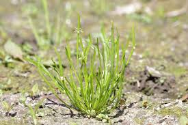 Attēlu rezultāti vaicājumam “Myosurus minimus flower”