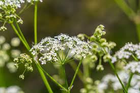 Image result for Chaerophyllum aureum