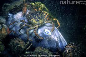 Image result for Cancer borealis