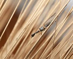 Attēlu rezultāti vaicājumam “Raphidia larva”
