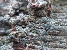 Attēlu rezultāti vaicājumam “Trapeliopsis flexuosa”