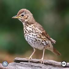 Attēlu rezultāti vaicājumam “Turdus philomelos juvenile”