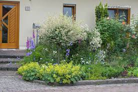 Image result for Frauenmantel