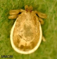 Attēlu rezultāti vaicājumam “Ixodes male”