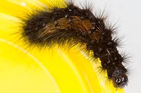 Attēlu rezultāti vaicājumam “Spilosoma sp.”